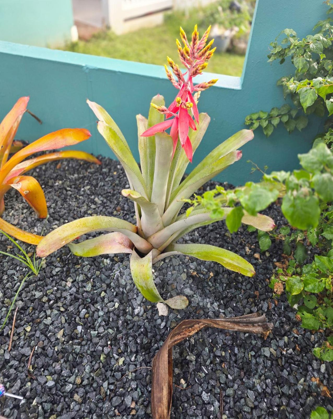Casa Palmera Vega Baja Eksteriør billede